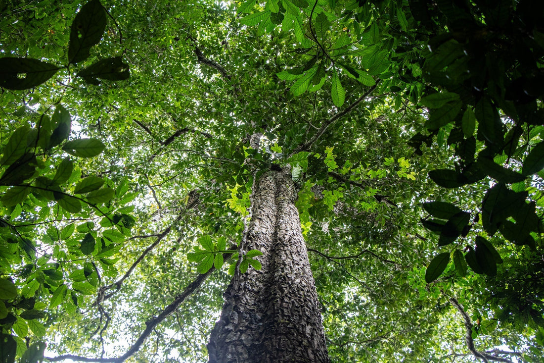 Arbio Alliance, Bio Jewelry for conservation