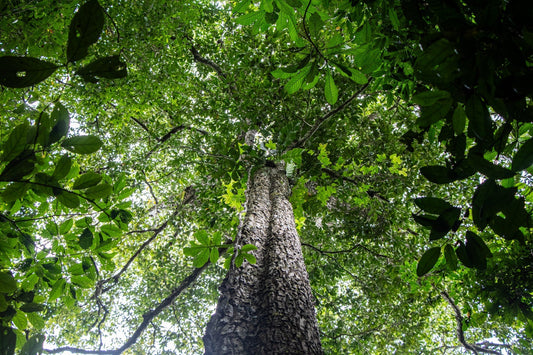 Arbio Alliance, Bio Jewelry for conservation